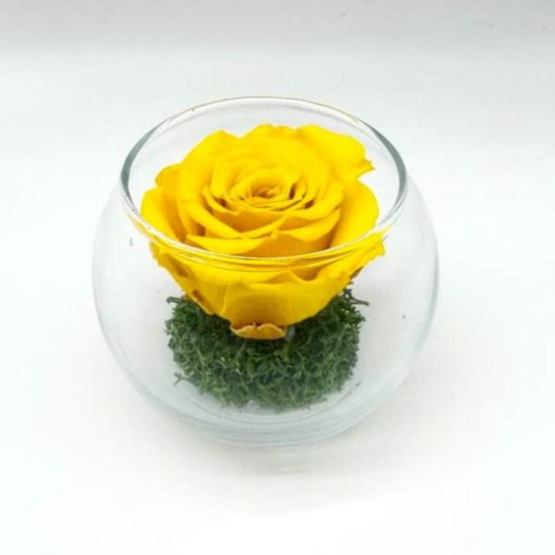 Mini Yellow R